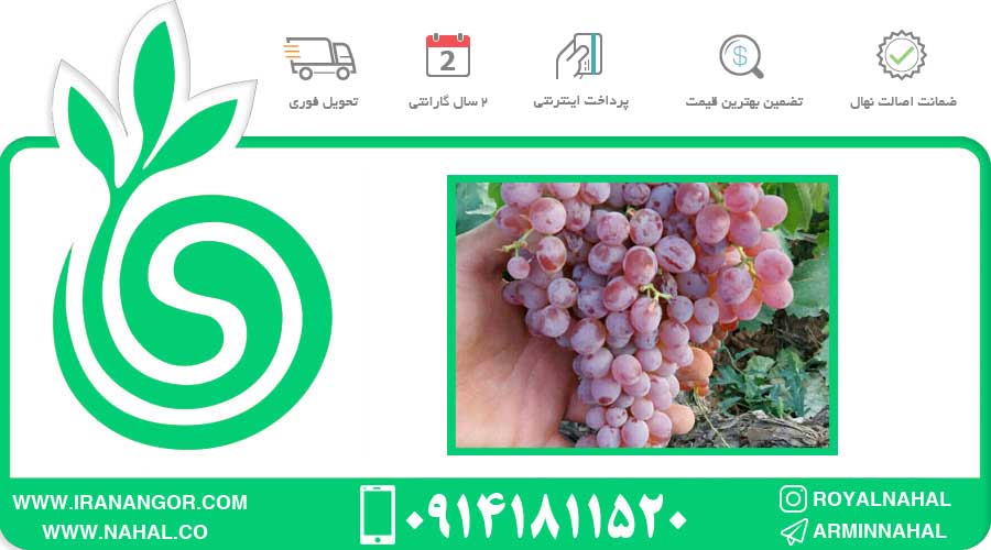 نهال انگور بی دانه قرمز 5